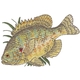 Pumpkinseed Sunfish