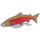Coho Salmon
