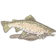 Rainbow Trout