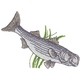 Striped Bass