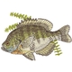 Bluegill