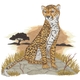 Cheetah