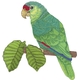 Parrot