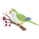 Monk Parakeet