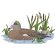 American Wigeon