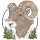 Bighorn Sheep