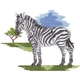 Zebra Scene