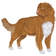 Nova Scotia Duck Toller