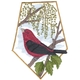 Scarlet Tanager