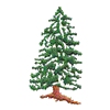 EVERGREEN TREE