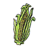 EAR OF CORN