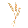 WHEAT