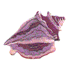 CONCH SHELL