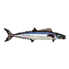 BARRACUDA