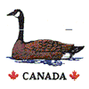 CANADA-GOOSE