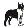 BOSTON TERRIER