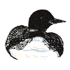 LOON DUCK