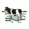 HOLSTEIN COW