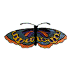 BUTTERFLY