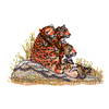 CHEETAHS