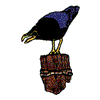 COUNTRY CROW