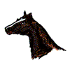 HORSE HEAD PROFILE
