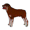 ROTTWIELER DOG FILE#13