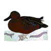 CINNAMON TEAL