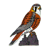 AMERICAN KESTREL BIRD