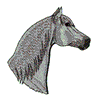 ARABIAN HEAD