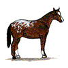 APPALOOSA HORSE