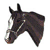 QUARTER HORSE HEAD