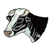 HOLSTEIN COW