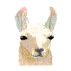 LLAMA HEAD