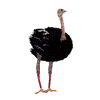 OSTRICH