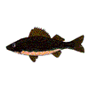 WALLEYE FISH