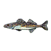 WALLEYE FISH