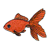 FANTAIL GOLDFISH