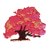 MAPLE TREE #240