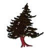 CEDAR TREE