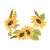 SUNFLOWERS