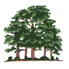 TREES