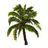 PALM TREE