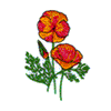 CALIFORNIA POPPIES