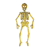 SKELETON