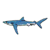 BLUE SHARK