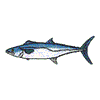 KING MACKEREL