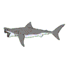 GREAT WHITE SHARK