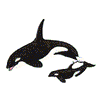 ORCAS