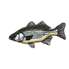 WHITE BASS